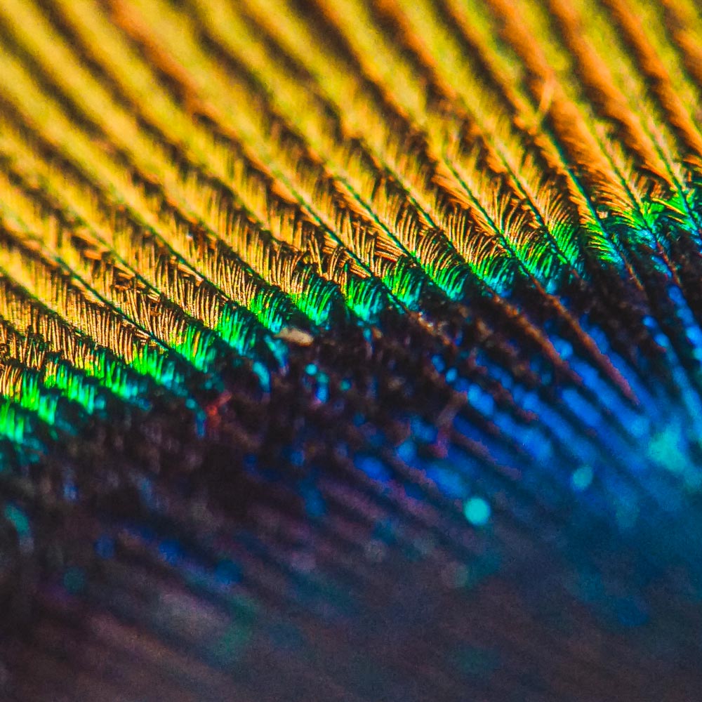 A closeup image of a peacock feather, showing off cellulose based colouring in nature